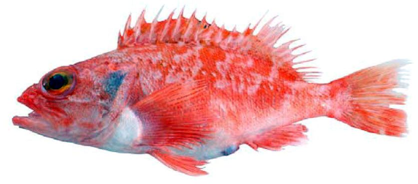 Helicolenus dactylopterus_08.jpg